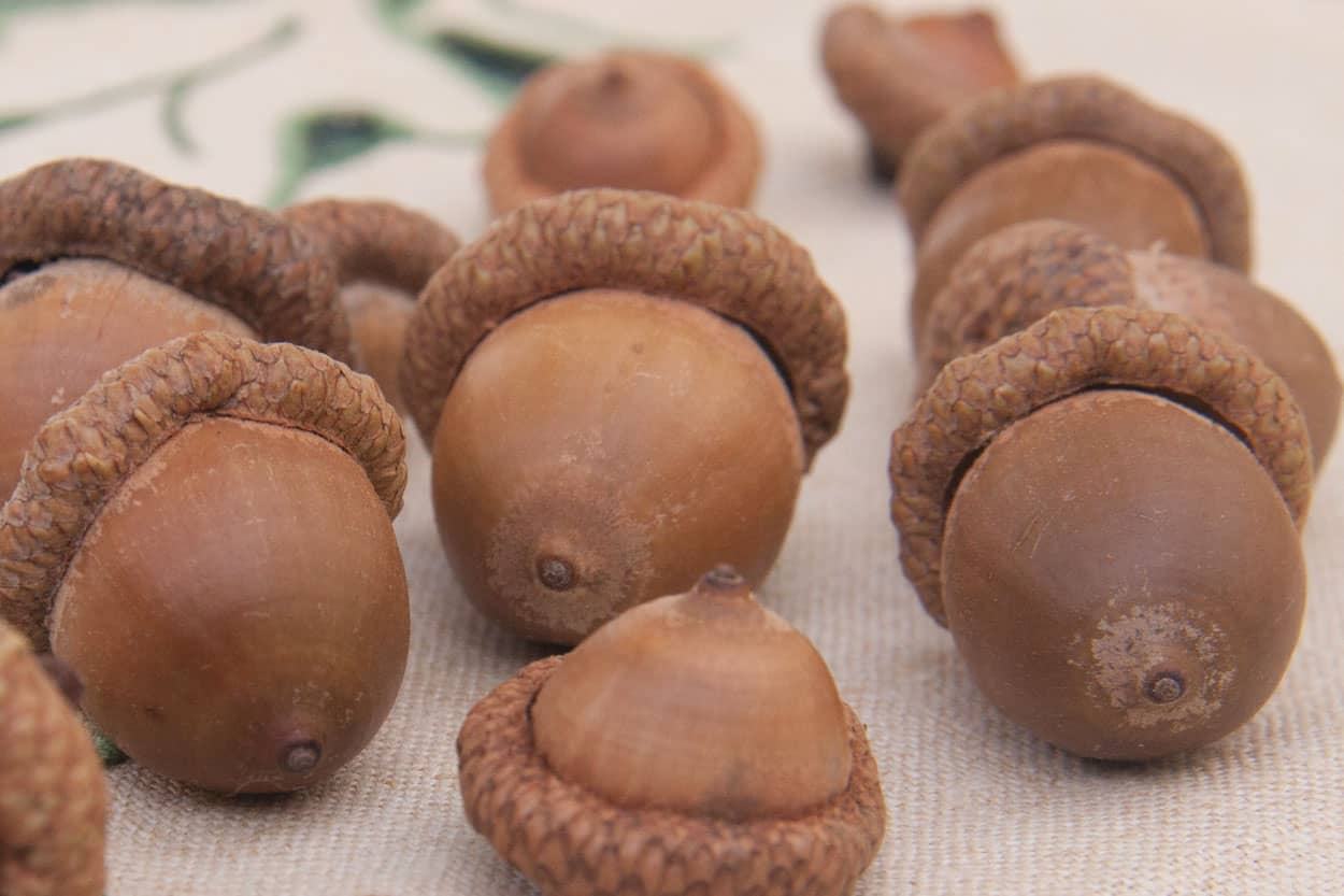 Dried Acorns, Real Natural Acorn Nuts