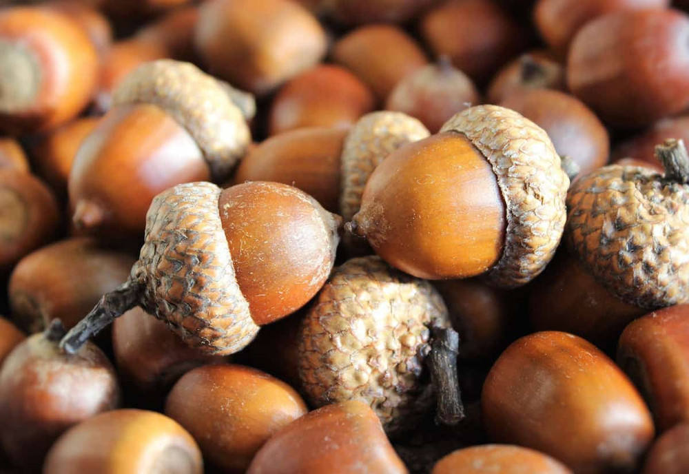 Dried Acorns, Real Natural Acorn Nuts