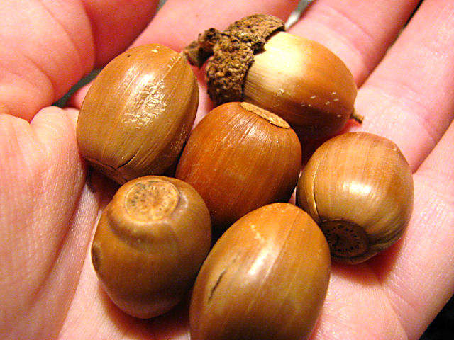 Dried Acorns, Real Natural Acorn Nuts