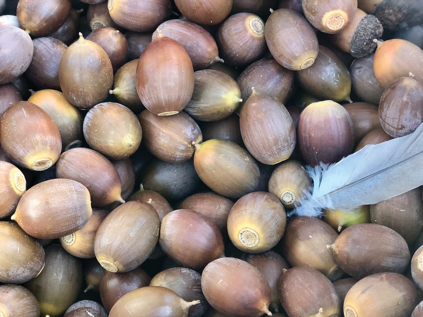 Dried Acorns, Real Natural Acorn Nuts