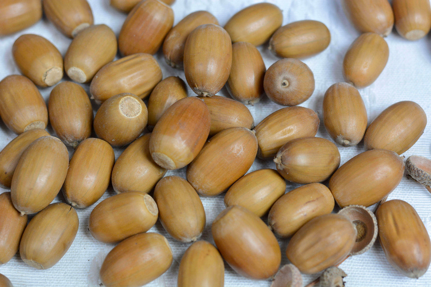 Dried Acorns, Real Natural Acorn Nuts